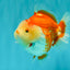 AAA Grade Red White Yuanbao Male 5 inches #072426YB_23