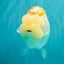 A Grade Polkadot Red White Buffalo Ranchu Male 6 inches #100926RC_29