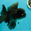 AAA Grade Black Phantom Oranda Male 6.5 inches #110124OR_01