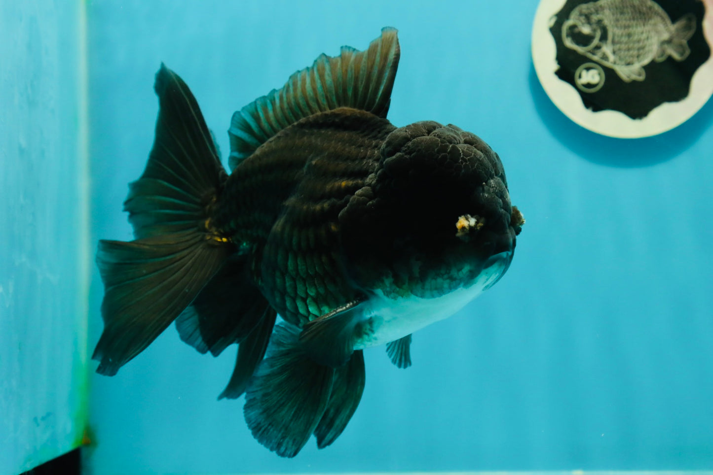 AAA Grade Black Phantom Oranda Male 6.5 inches #110124OR_01