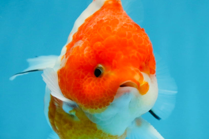 SUPER CUTE Sakura Yuanbao Male 4 inches #101725YB_27