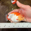 AAA Grade Young Red White Kohaku LionQueen 4 inches #101025LC_07