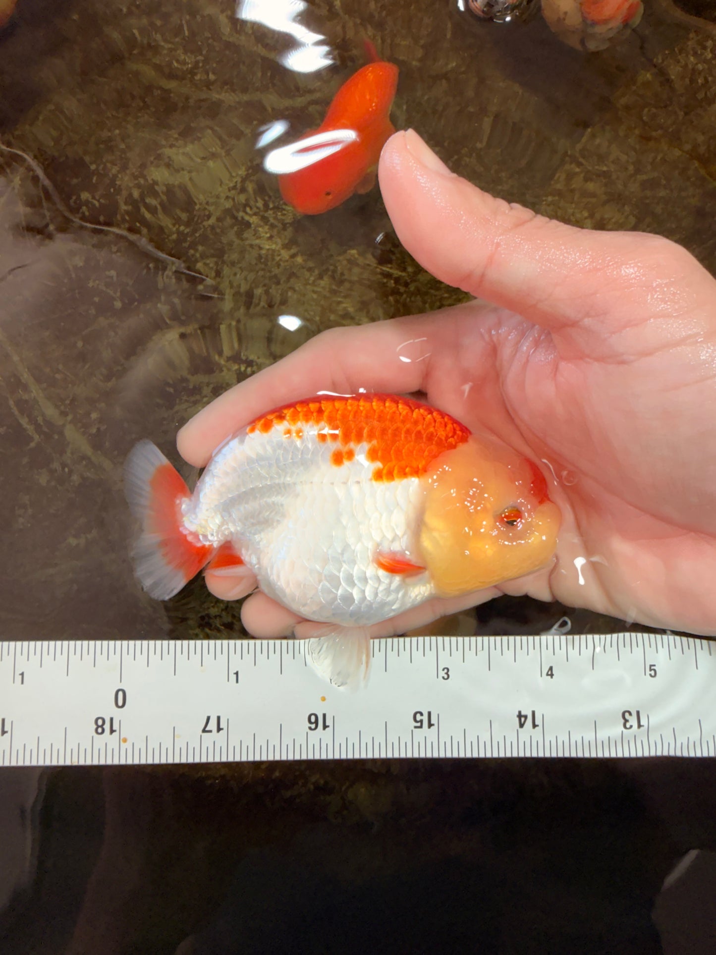 AAA Grade Young Red White Kohaku LionQueen 4 inches #101025LC_07
