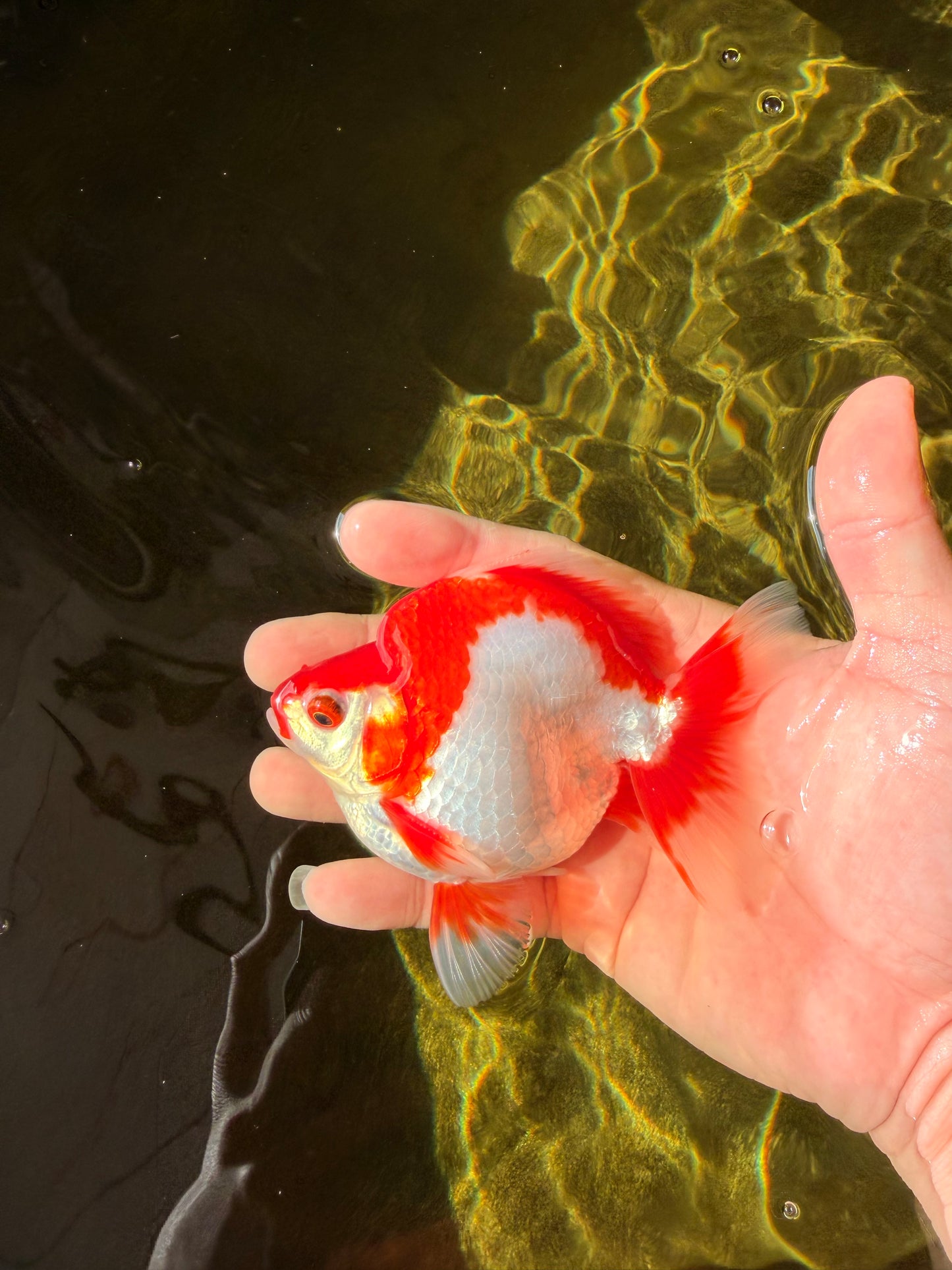 AAA Grade Red White Ryukin Male 4-4.5 inches #032726RK_28