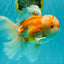 MASHMALLOW A Grade Red White Oranda Male 8 inches #090426OR_15
