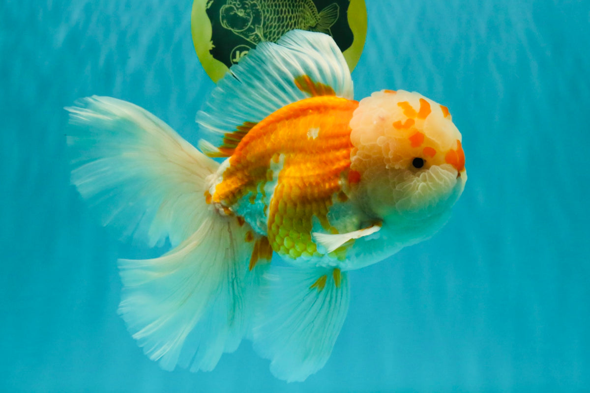 MASHMALLOW A Grade Red White Oranda Male 8 inches #090426OR_15