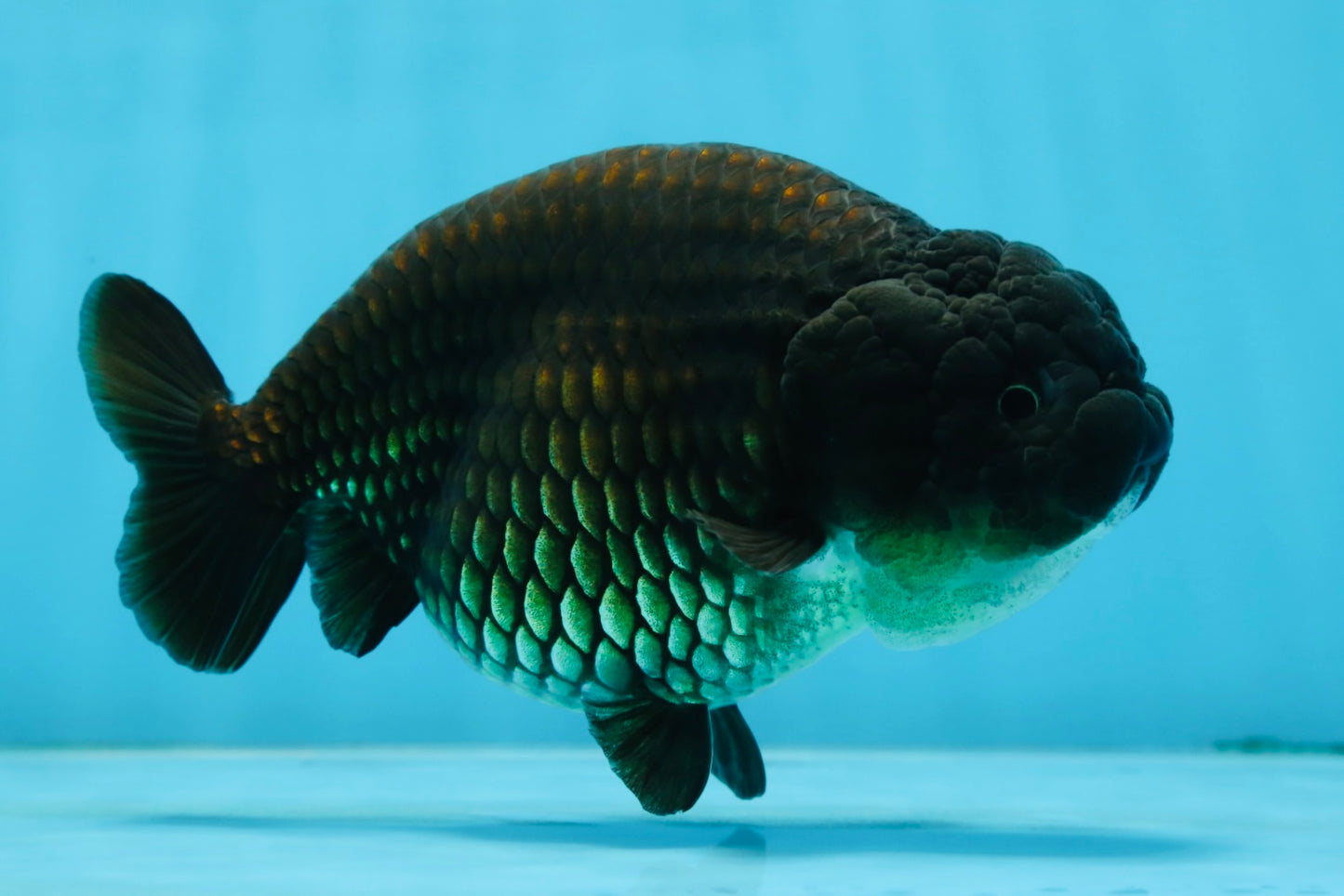 A Grade Black LionQueen 5-5.5 inches #071125LC_01