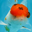 A Grade Tricolor Oranda Male 5.5 inches #062725OR_18