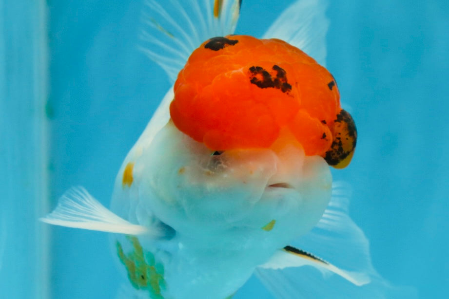 A Grade Tricolor Oranda Male 5.5 inches #062725OR_18