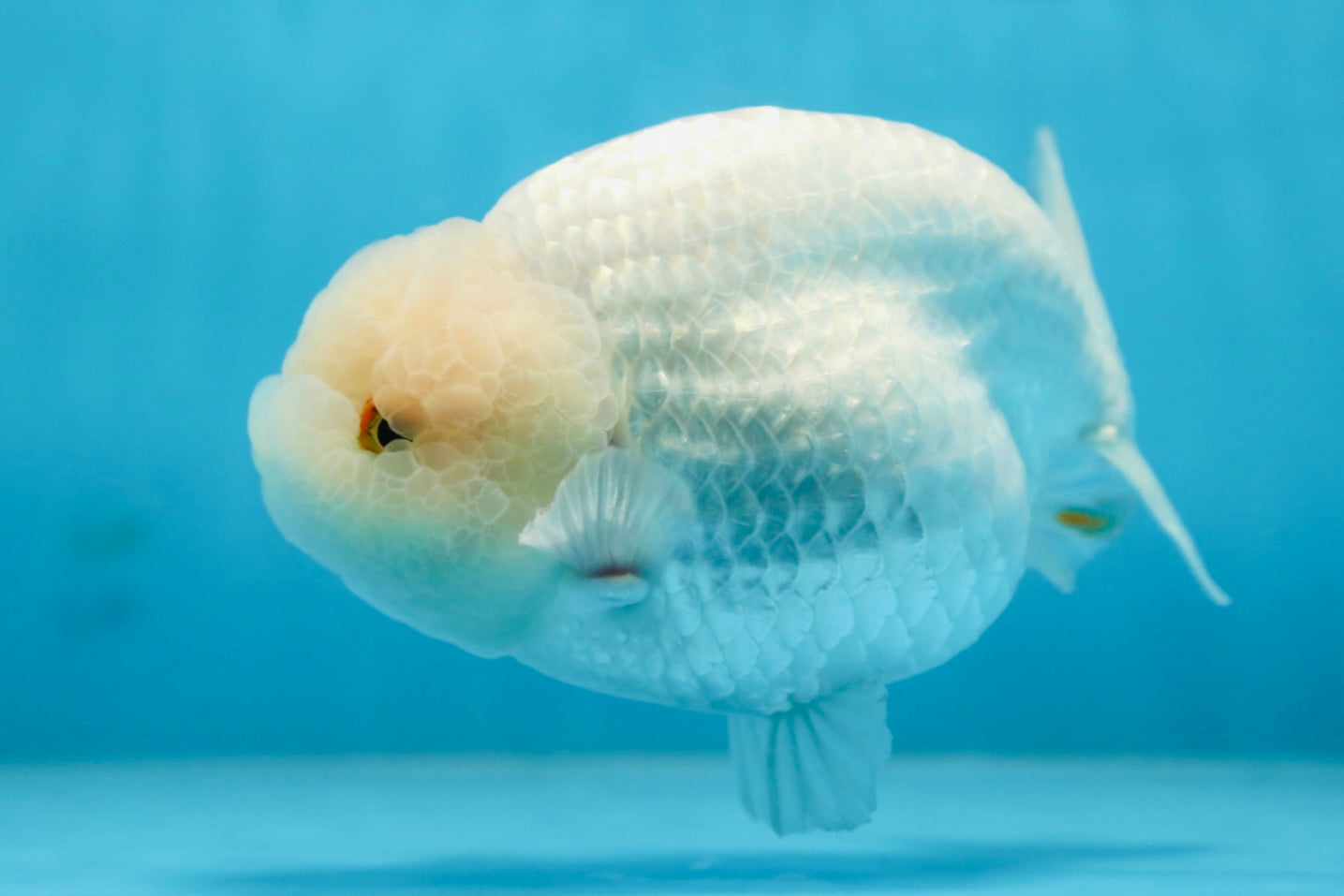 AAA Grade SNOW WHITE LionQueen 5.5-6 inches #090525LC_01