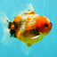 Calico Yuanbao Male 4.5-5 inches #073126YB_15