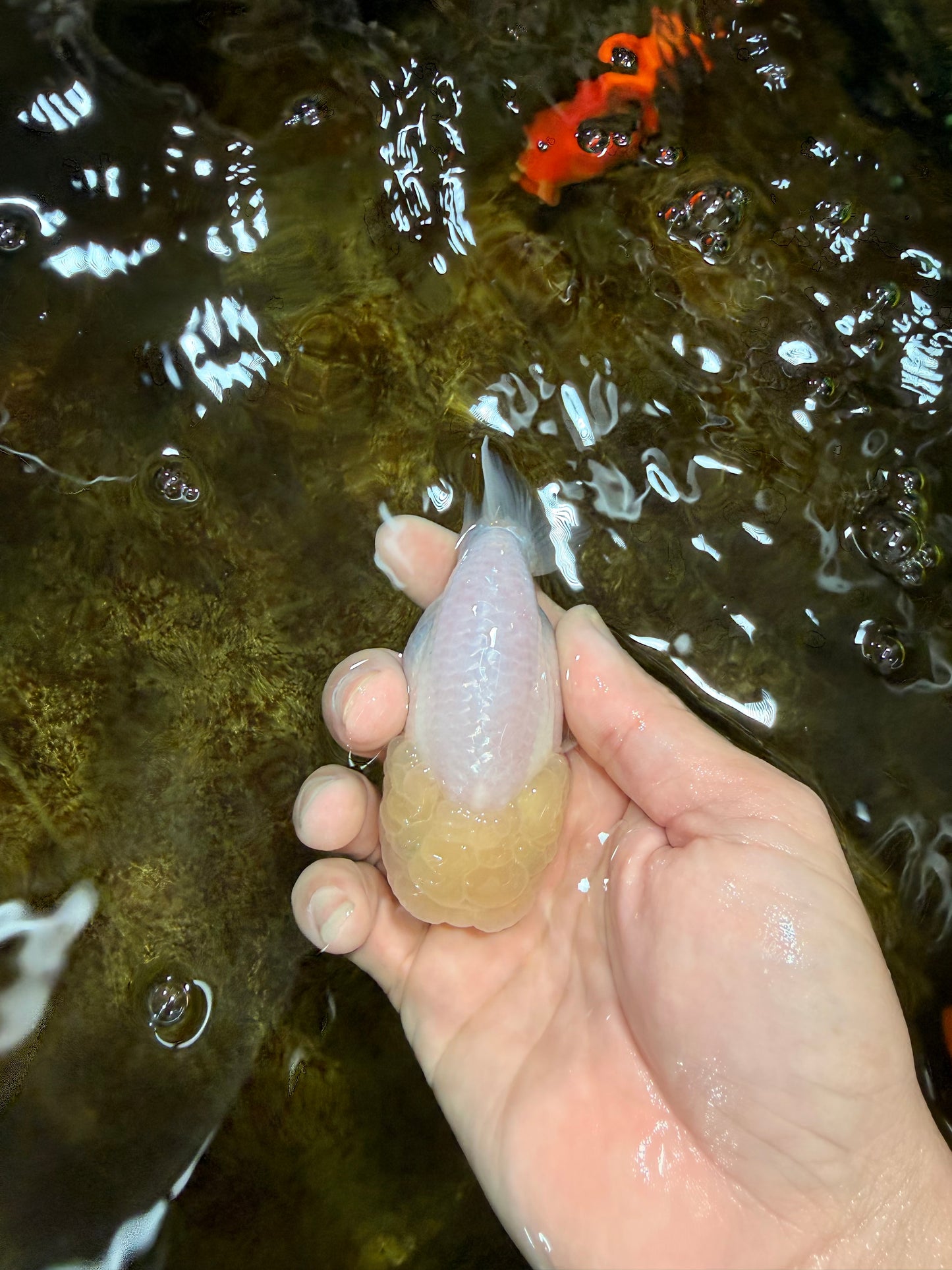 A Grade White LionQueen 3.5-4 inches #112125LC_07