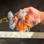 AAA Grade Marble Calico Yuanbao Female 5.5 inches #041726YB_19