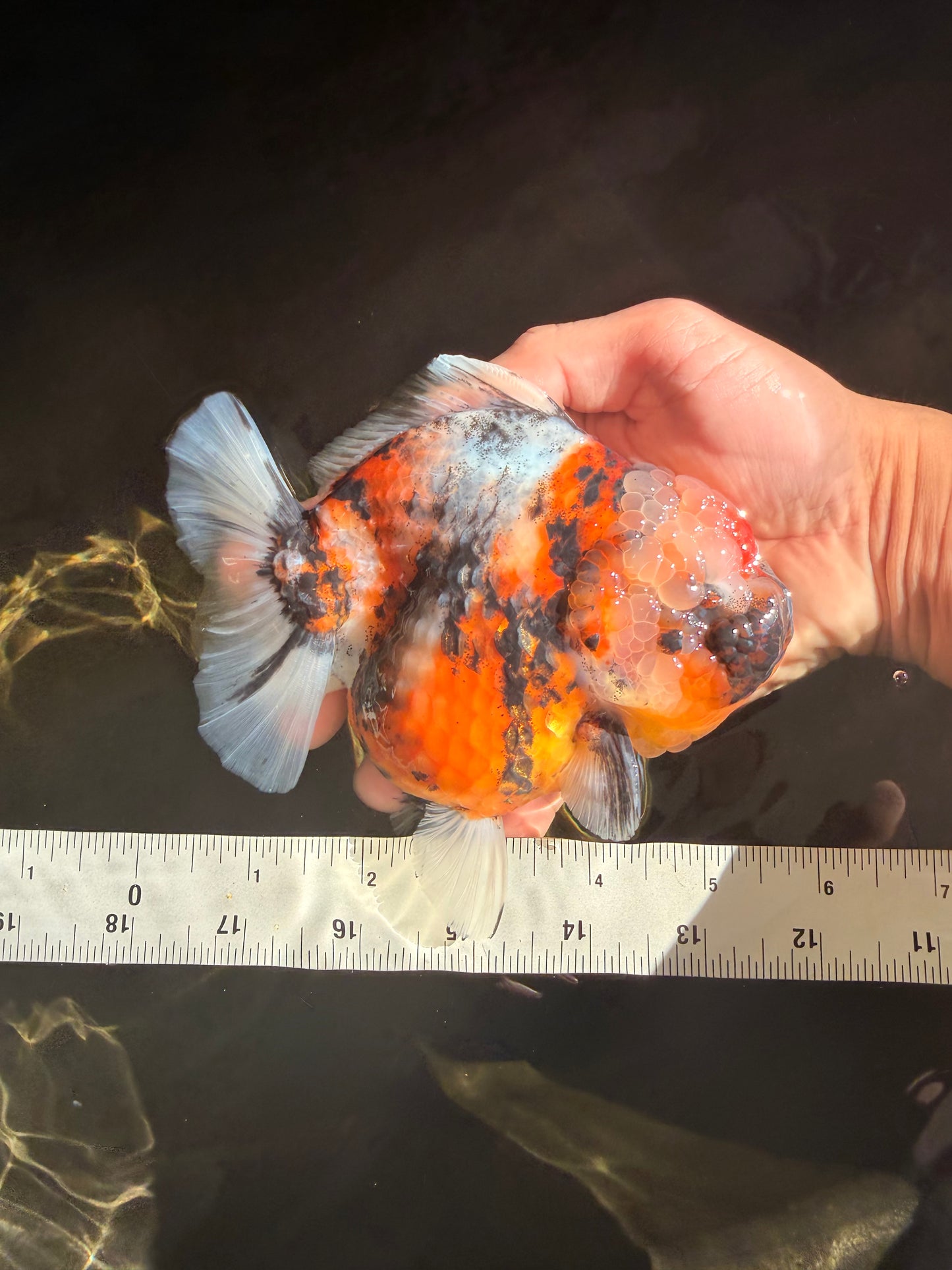 AAA Grade Marble Calico Yuanbao Female 5.5 inches #041726YB_19