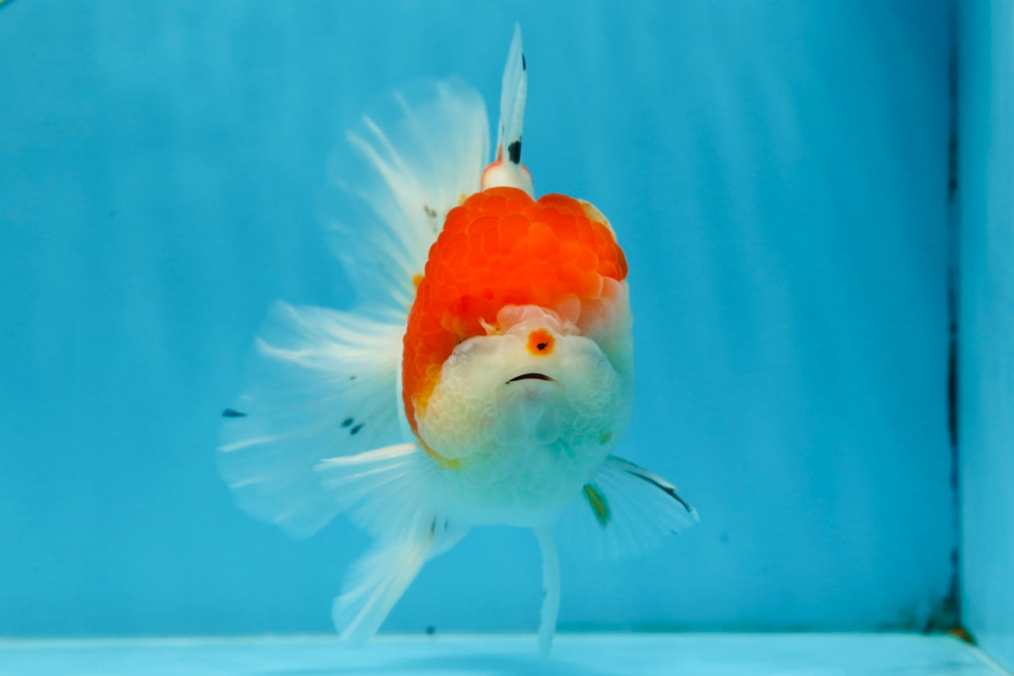 AAA Grade PUPPY Sakura Oranda Male 5 inches #062025OR_14