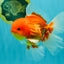 AAA Grade Red White Oranda Male 5.5 inches #072426OR_12