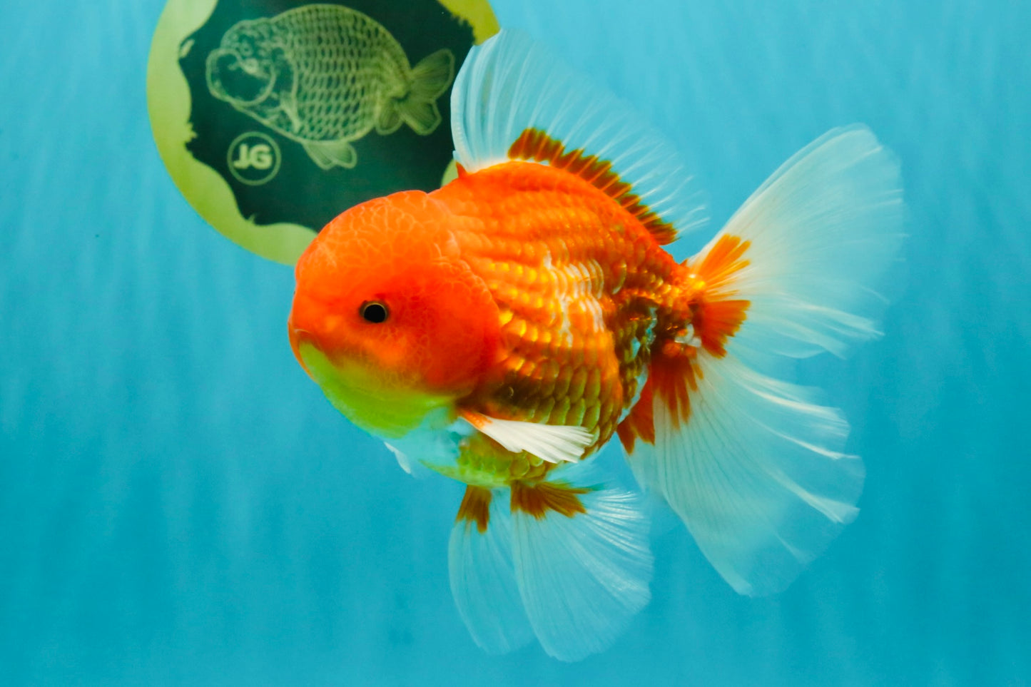 AAA Grade Red White Oranda Male 5.5 inches #072426OR_12