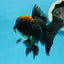 AAA Grade Red Hair Tricolor Oranda Male 4.5-5 inches #0922OR_19