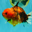A Grade Tiger Yuanbao Male 5-5.5 inches #080726YB_25