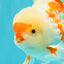 AAA Grade Red White Oranda Male 5.5-6 inches #072426OR_10