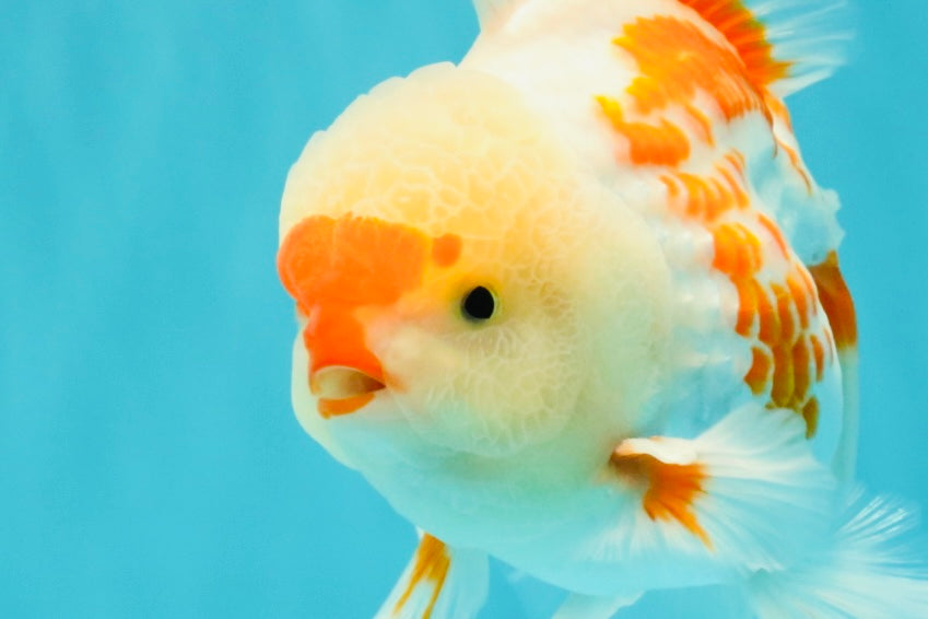 AAA Grade Red White Oranda Male 5.5-6 inches #072426OR_10