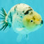 UNIQUE AAA Grade Jumbo Bloodline White Tiger Ranchu Male 4.5-5 inches #071726RC_06