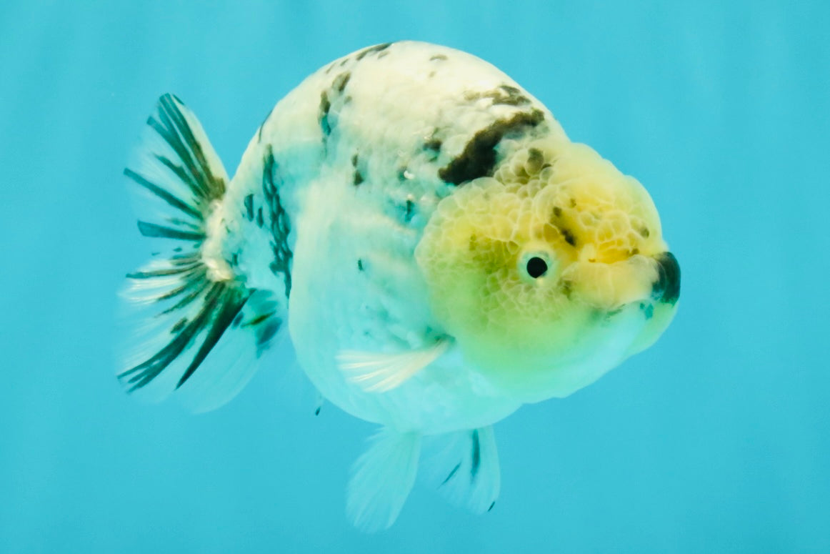 UNIQUE AAA Grade Jumbo Bloodline White Tiger Ranchu Male 4.5-5 inches #071726RC_06