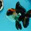 AAA Grade Tricolor Oranda Male 5.5 inches #112224OR_12