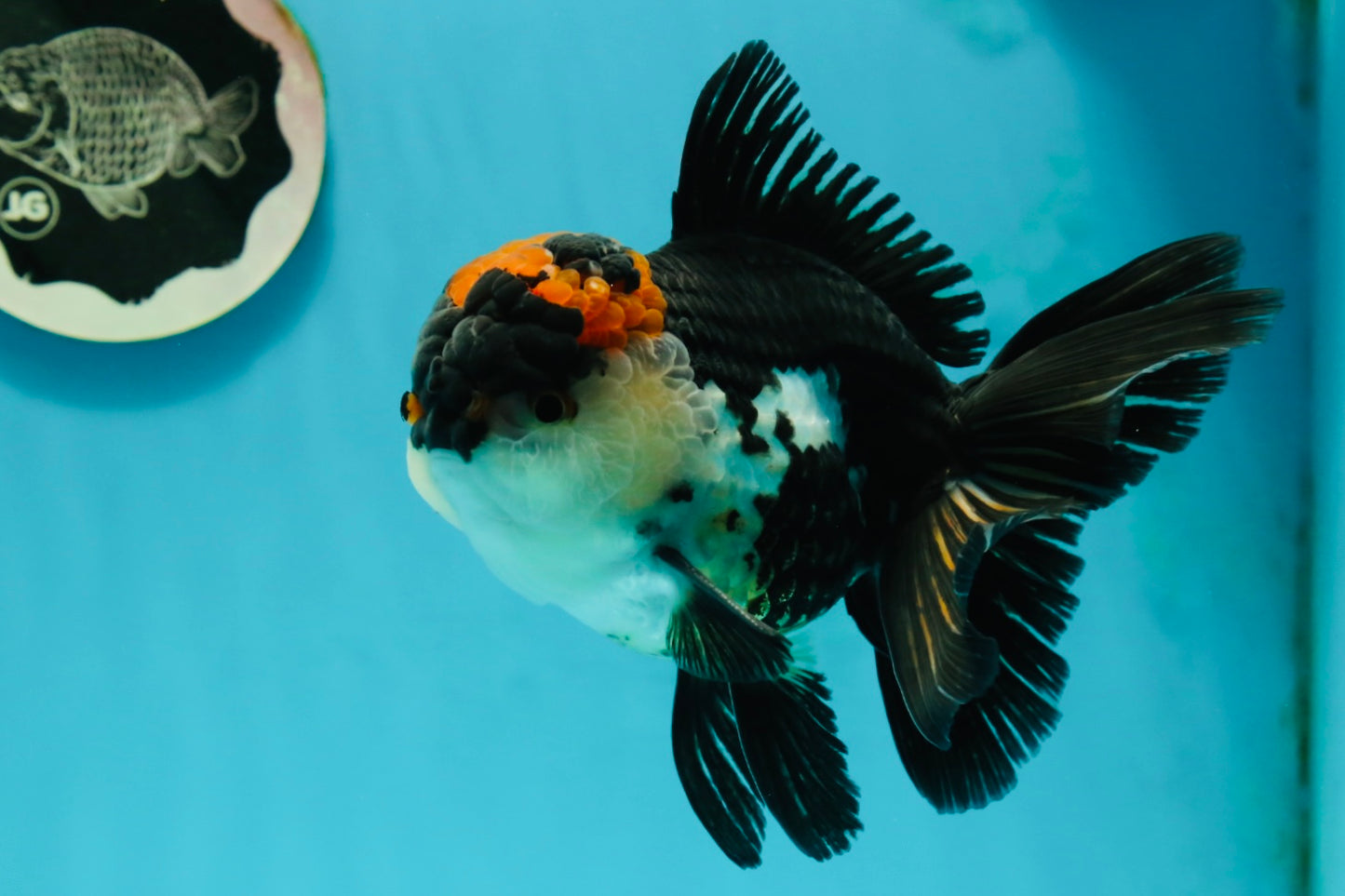 AAA Grade Tricolor Oranda Male 5.5 inches #112224OR_12