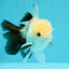 Panda Oranda Male 5 inches #032026OR_12