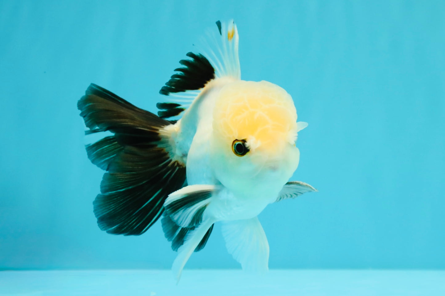 Panda Oranda Male 5 inches #032026OR_12