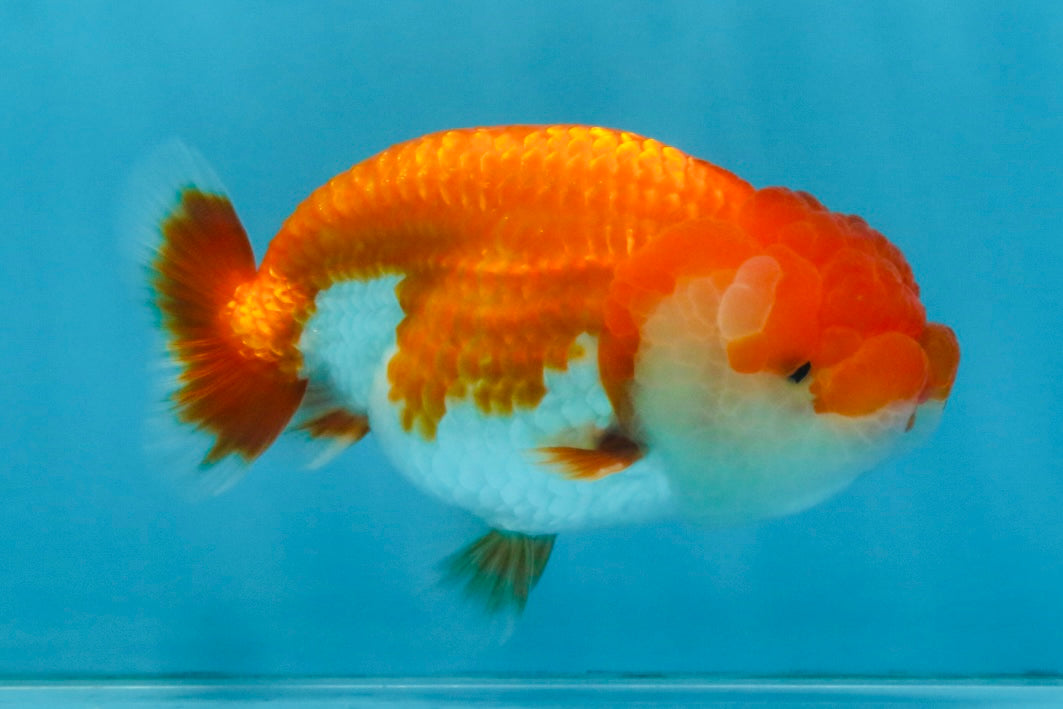 AAA Grade Red White LionQueen 4 inches #112825LC_02