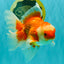 A Grade Red White Oranda Male 6.5 inches #082826OR_11