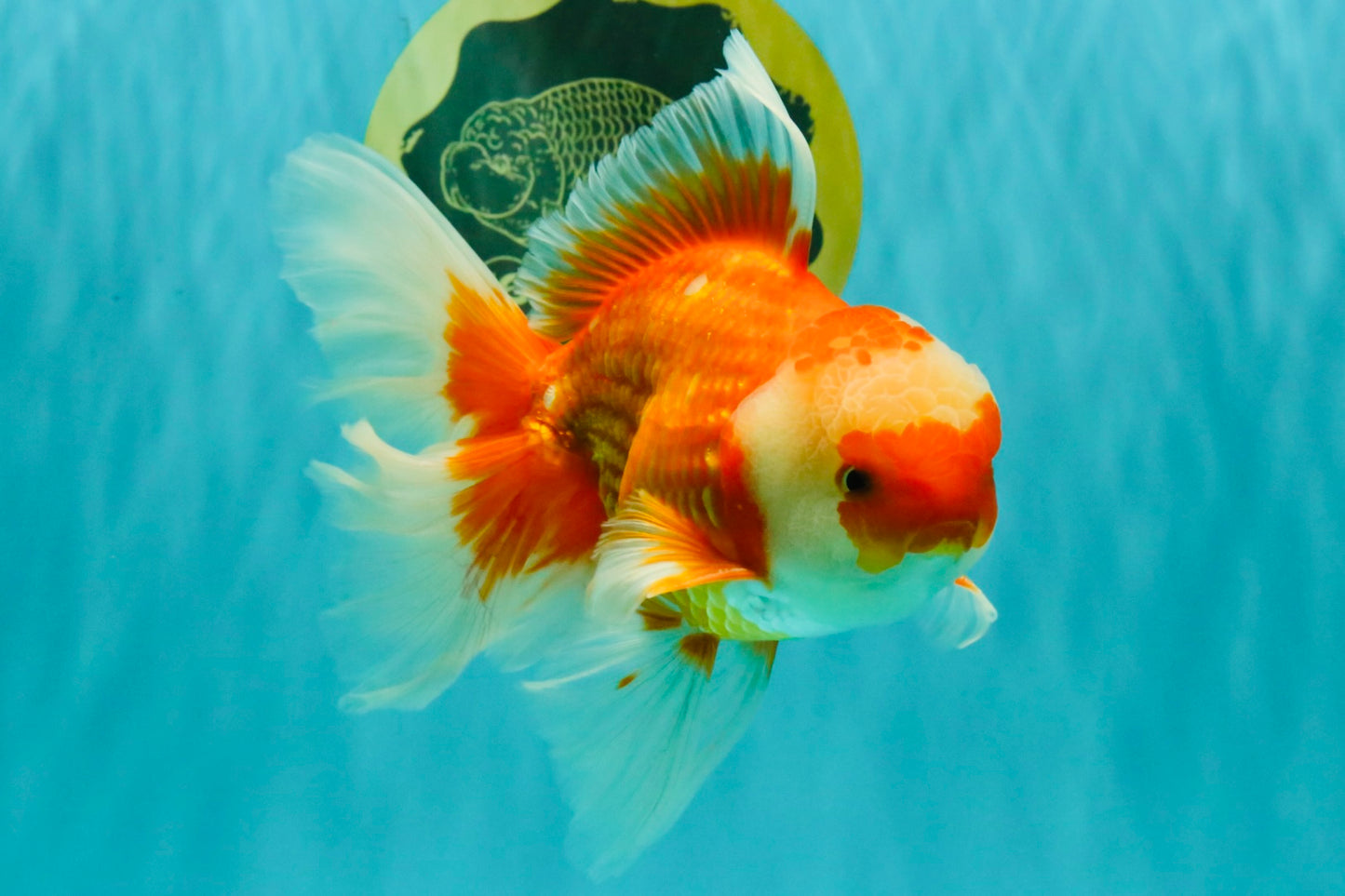 A Grade Red White Oranda Male 6.5 inches #082826OR_11