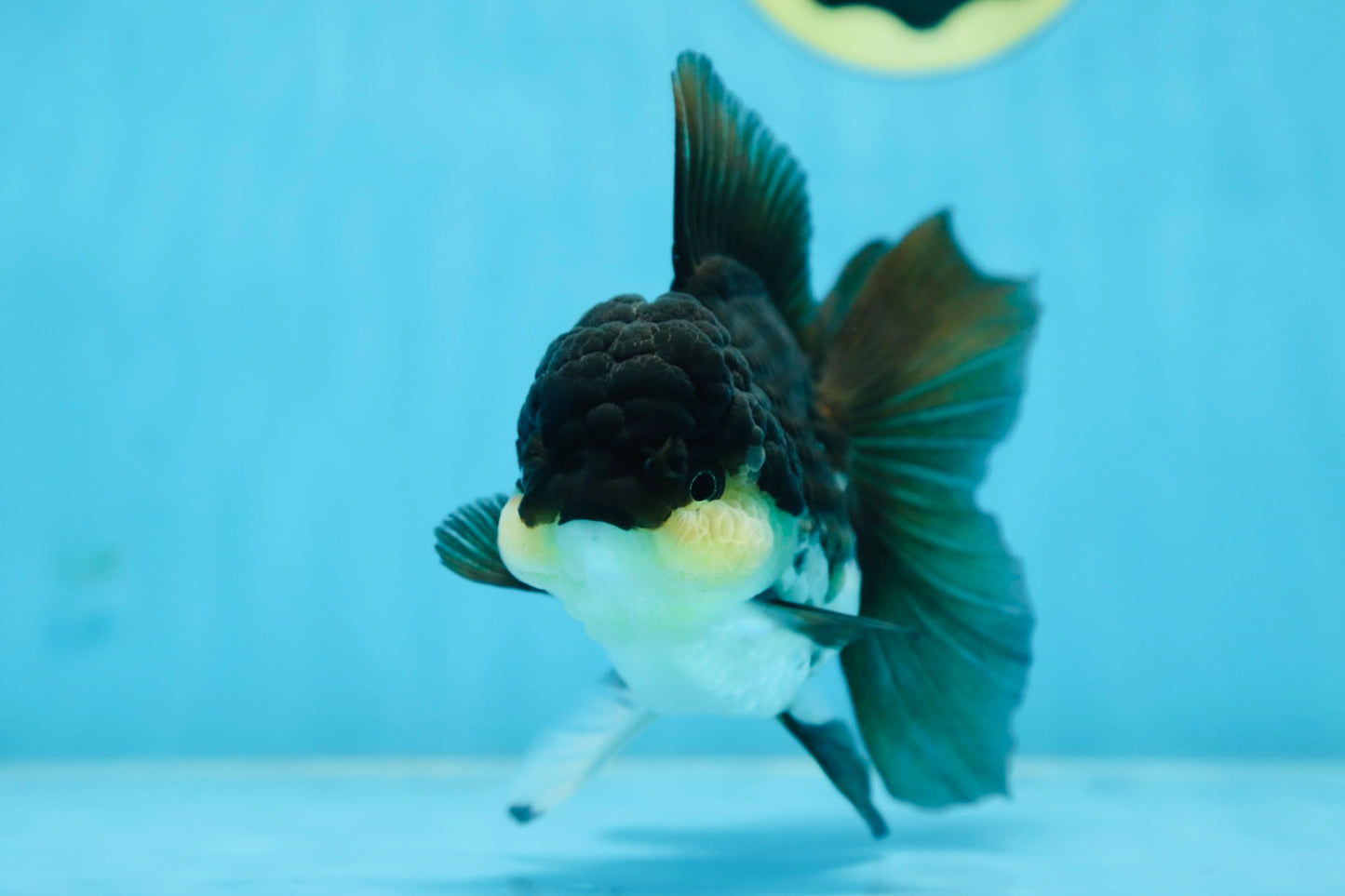 CHUBBY CHEEK Panda Oranda Female 5-5.5 inches #090525OR_20