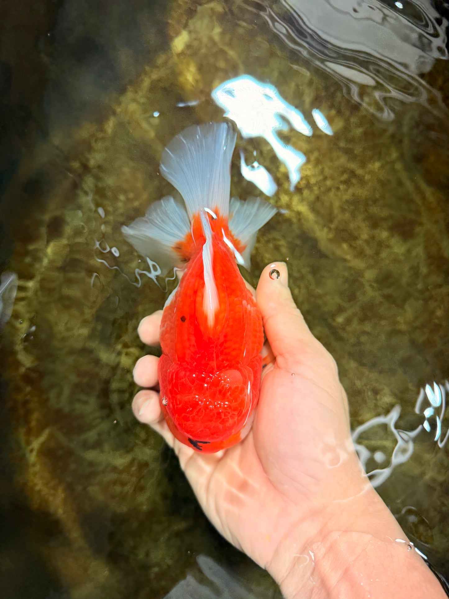 SUPER CHONKY A Grade Sakura Oranda Male 5.5-6 inches #120525OR_03