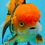 AAA Grade Apache Oranda Male 5 inches #0913OR_06