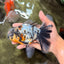 AAA Grade Calico Oranda Male 6 inches #070626OR_11