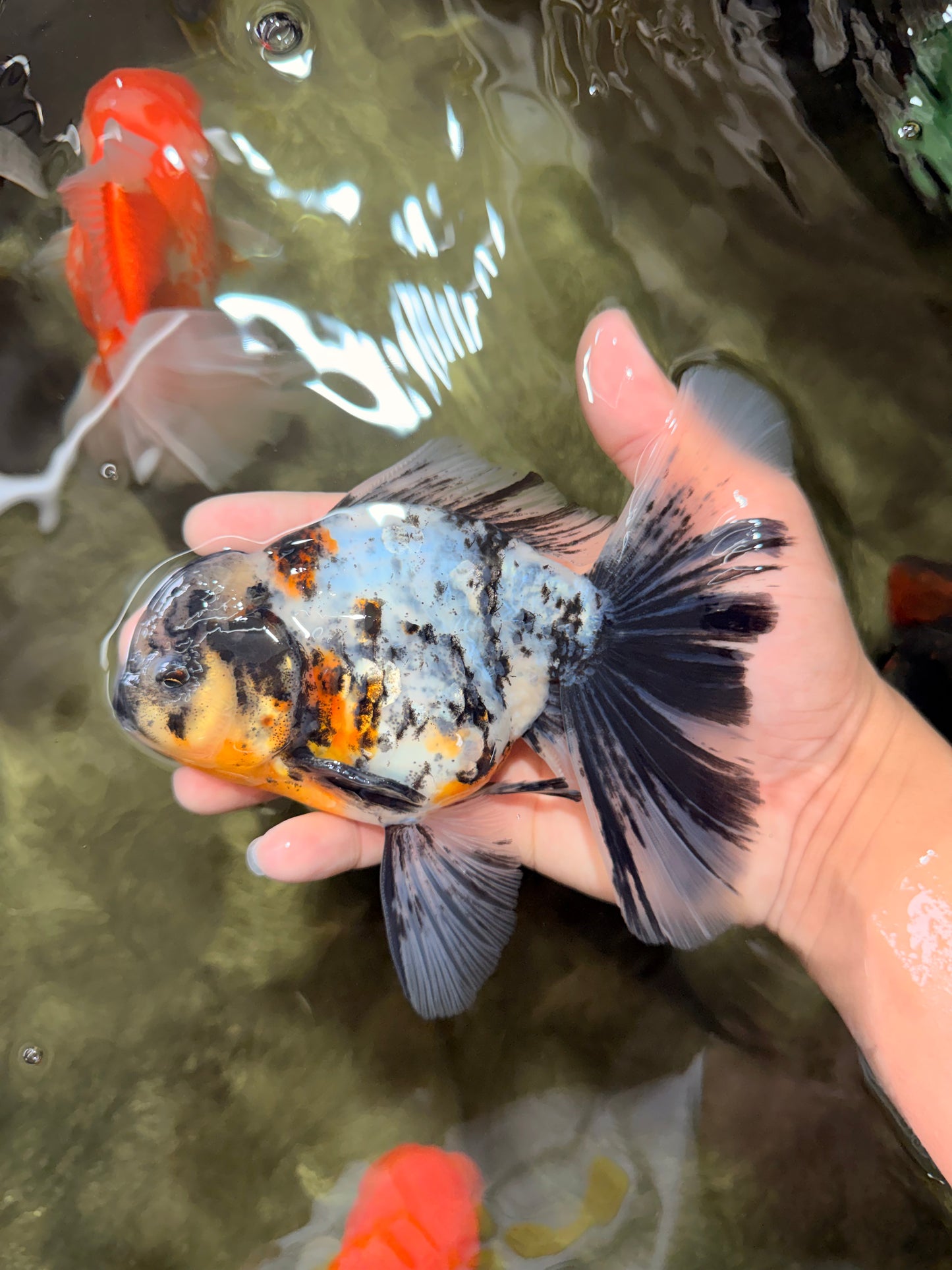AAA Grade Calico Oranda Male 6 inches #070626OR_11