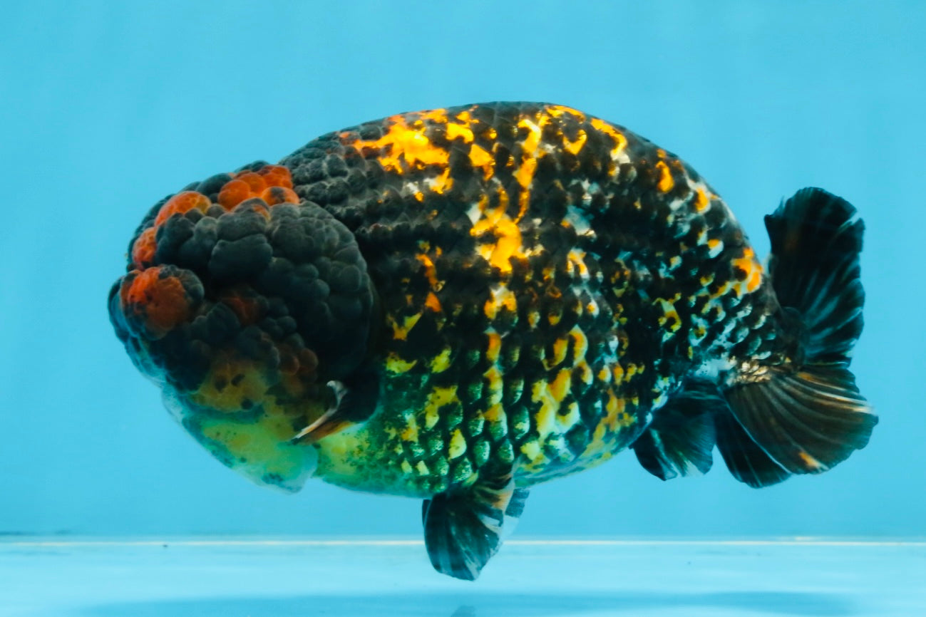 A Grade Tricolor Tiger LionKing 5.5 inches #103125LC_11