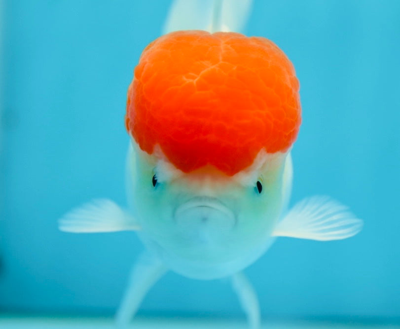 AAA Grade Tomato Head Oranda Female 4.5 inches #0818OR_14