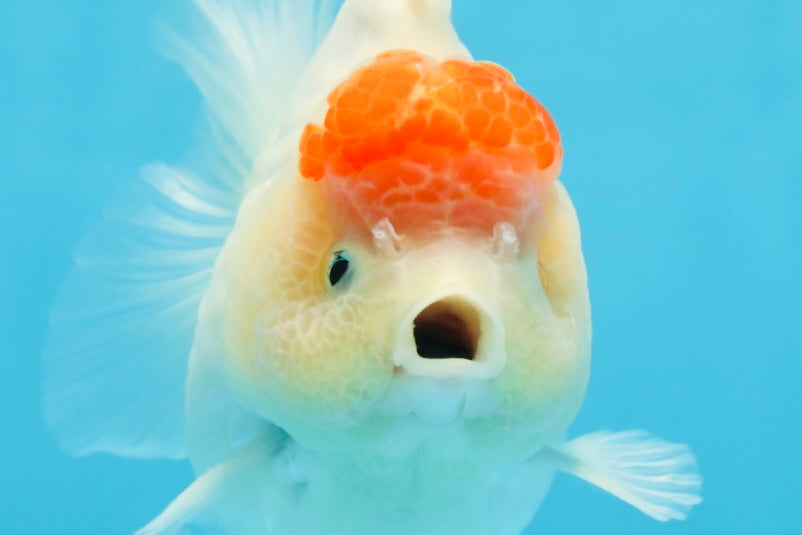 AAA Grade Tancho Sakura Yuanbao Male 4-4.5 inches #101025YB_31