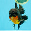 CHUNKY AAA Grade Godzilla Apache Oranda Male 6.5 inches #031326OR_02
