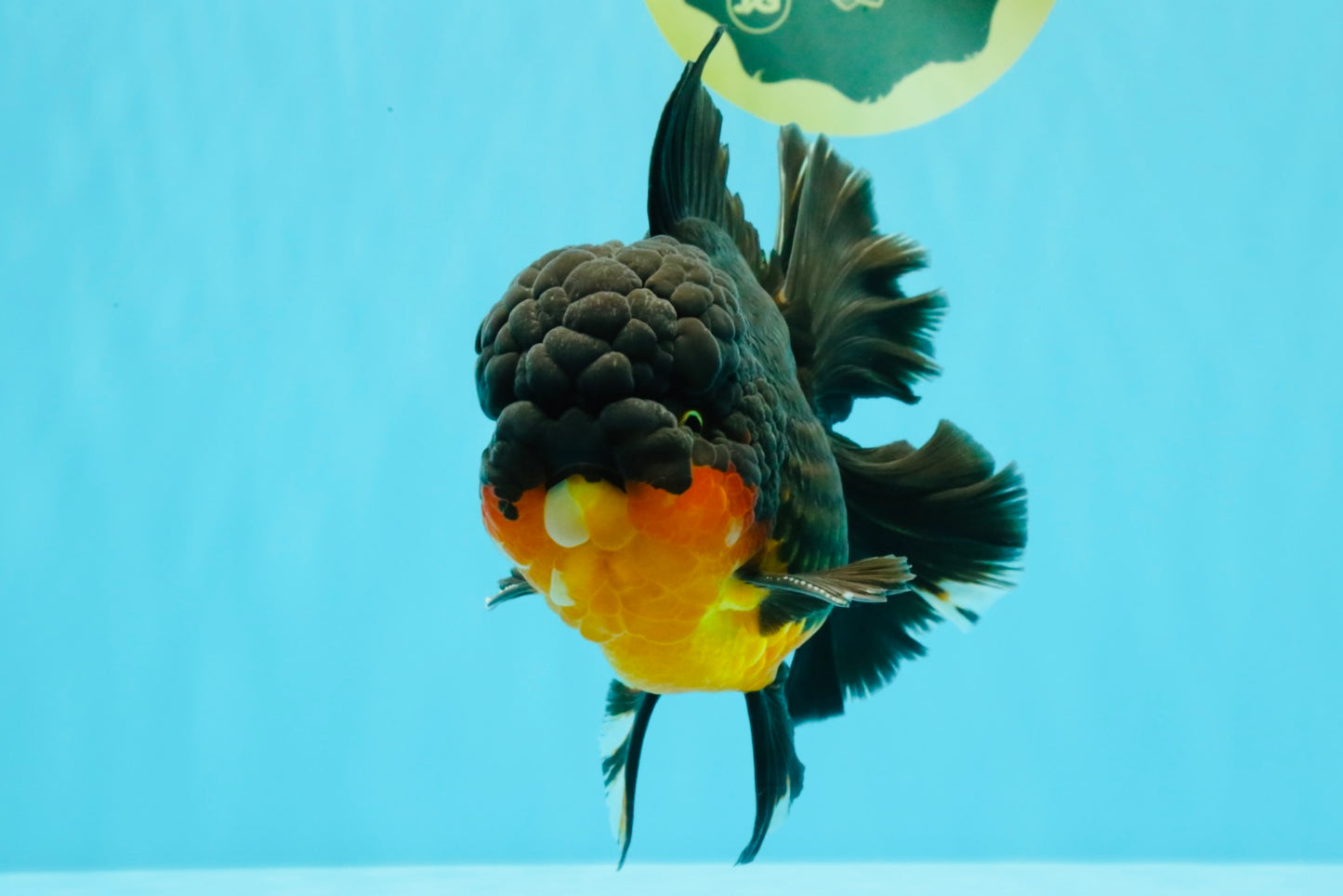 CHUNKY AAA Grade Godzilla Apache Oranda Male 6.5 inches #031326OR_02