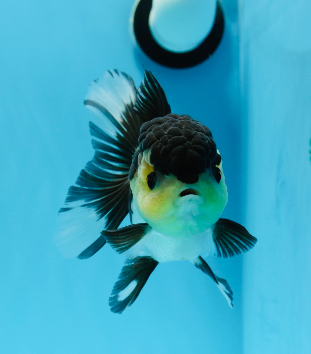 Panda de ojos de botón de grado AAA Oranda hembra de 5 pulgadas n.º 0913OR_16