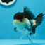 AAA Grade Tricolor Oranda Female 5 inches #0830OR_06