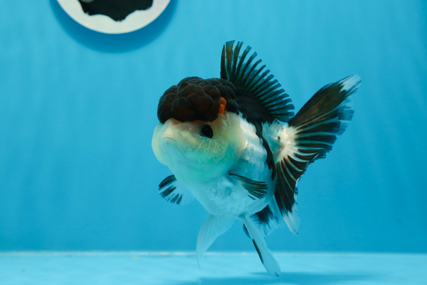 AAA Grade Tricolor Oranda Female 5 inches #0830OR_06