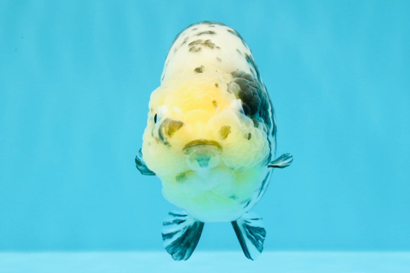 A Grade Cow Chinese Ranchu Female 5-5.5 inches #022726RC_20