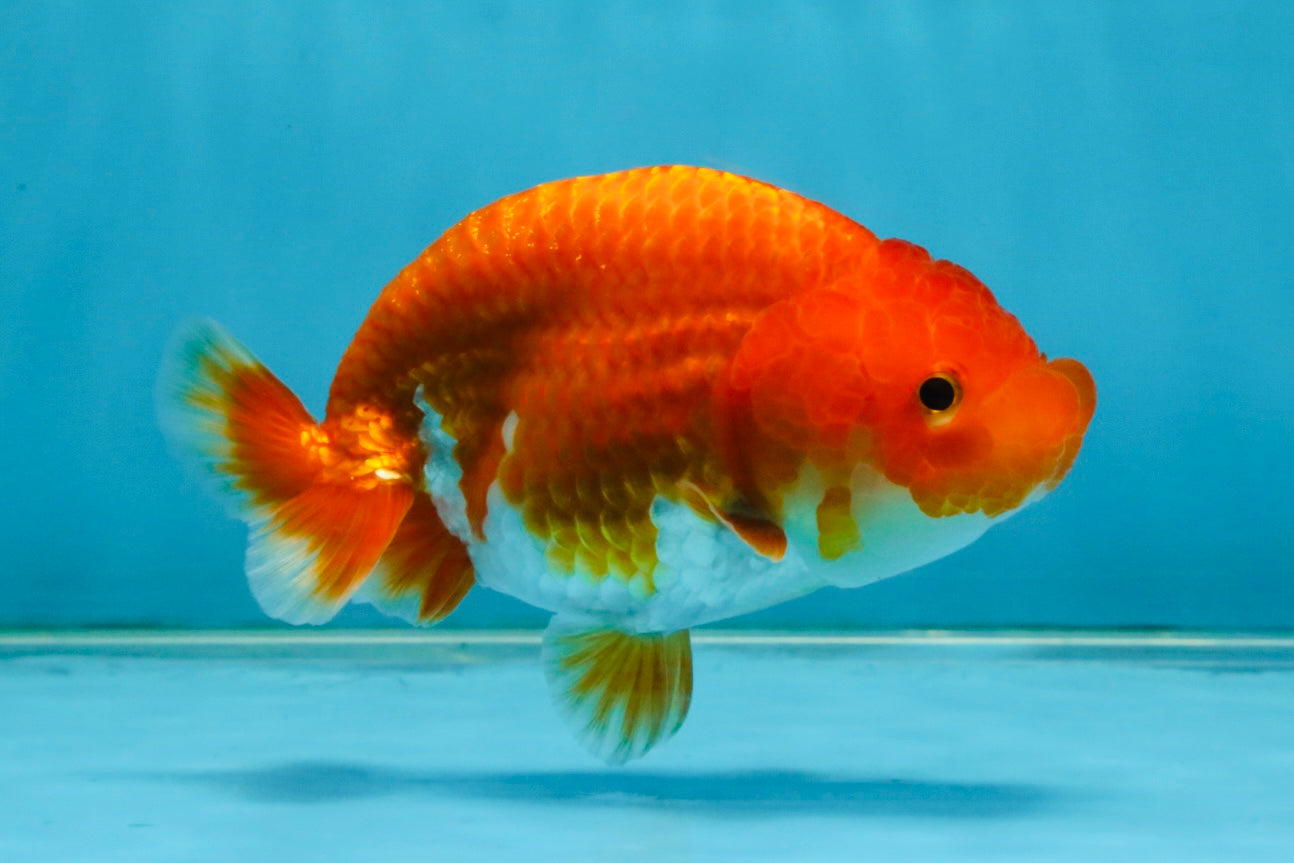 SUPER TOMATO A Grade Red White LionQueen 4.5 inches #120525LC_10