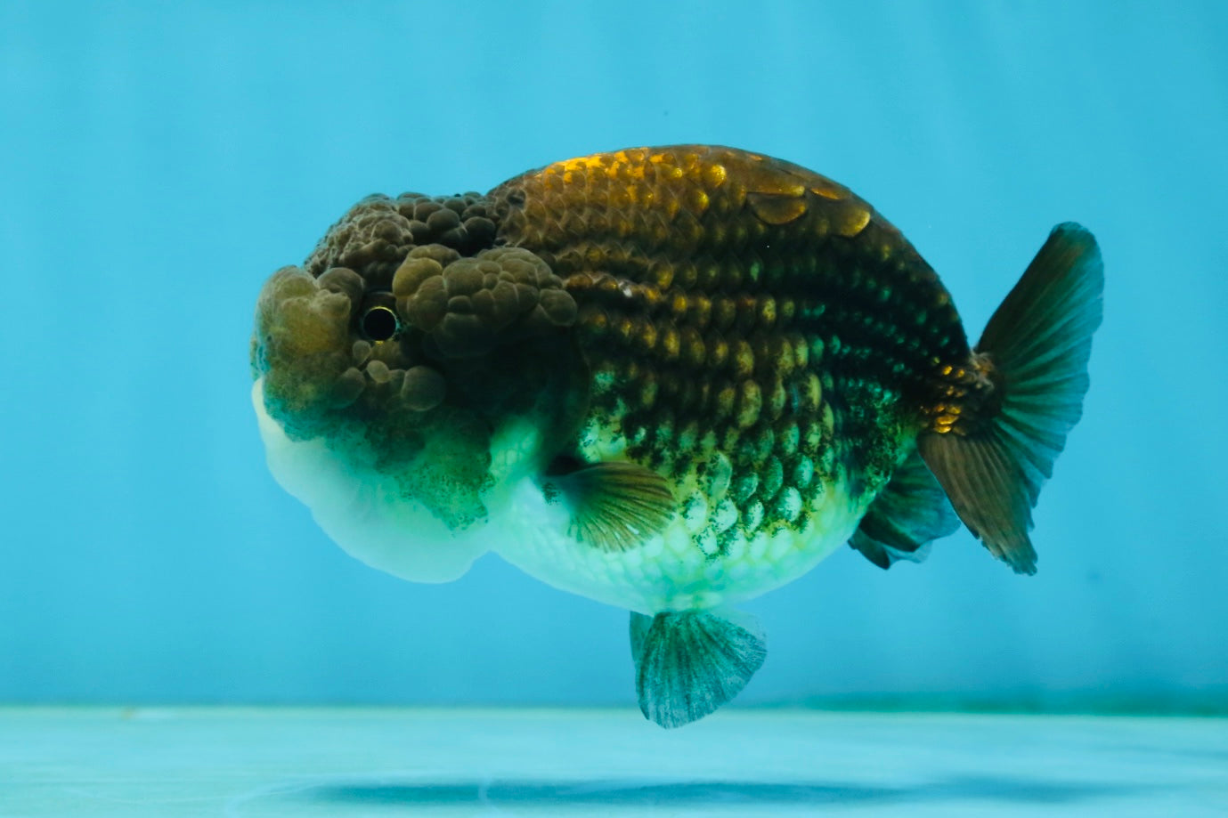 A Grade Dragon Scale Black Copper LionQueen 4-4.5 inches #062725LC_07